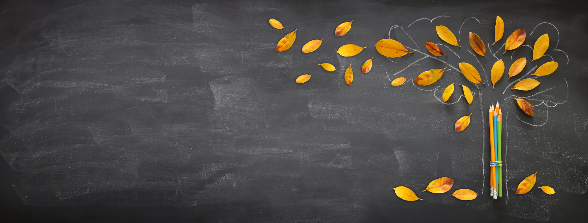 pencils next to tree sketch with autumn dry leaves over classroom blackboard background